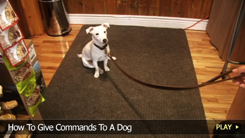  How To Give Commands To A Dog 