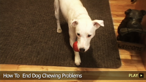 How To End Dog Chewing Problems