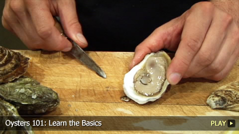 Oysters 101: Learn the Basics