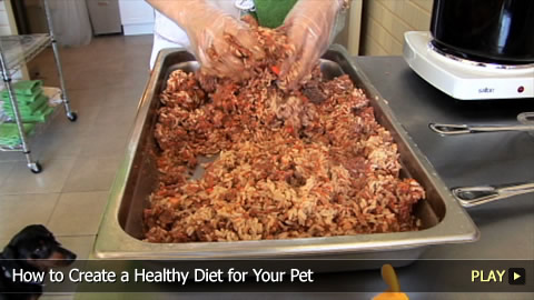 How To Create a Healthy Diet for Your Pet