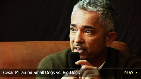 Cesar Millan on Small Dogs vs. Big Dogs
