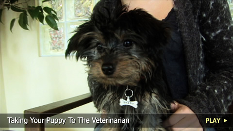 Taking Your Puppy To The Veterinarian