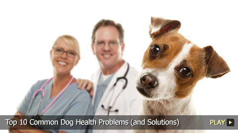 Top 10 Common Dog Health Problems (and Solutions)