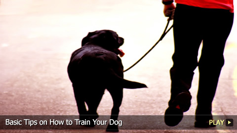 Basic Tips on How to Train Your Dog