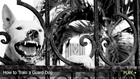 How To Train a Guard Dog