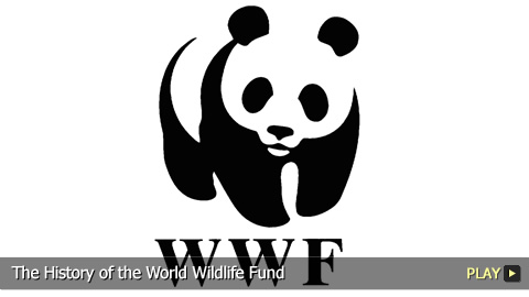 The History of the World Wildlife Fund