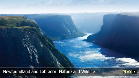 Newfoundland and Labrador: Nature and Wildlife
