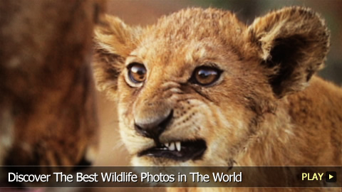 Discover The Best Wildlife Photos in The World