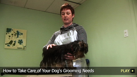 How To Take Care of Your Dogs' Grooming Needs