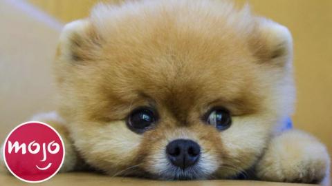 Top 20 Dog Breeds That Have the CUTEST Puppies | Videos on ...