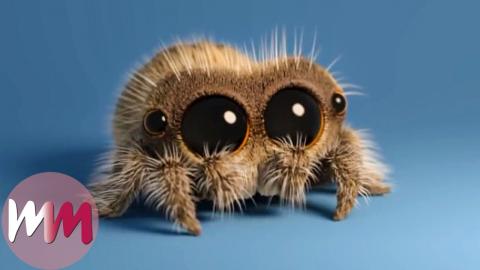 Lucas the Spider - Top 3 Facts!