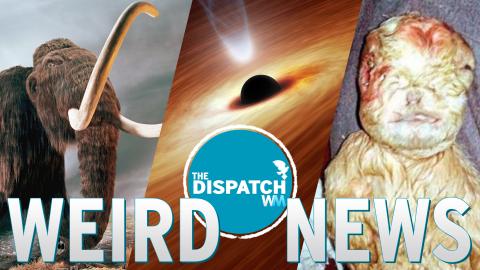 Mammoth Sex, Homemade Black Holes & Human Goats: The Dispatch #25