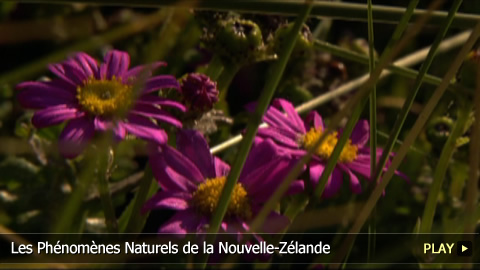 Les Phénomènes Naturels de la Nouvelle-Zélande