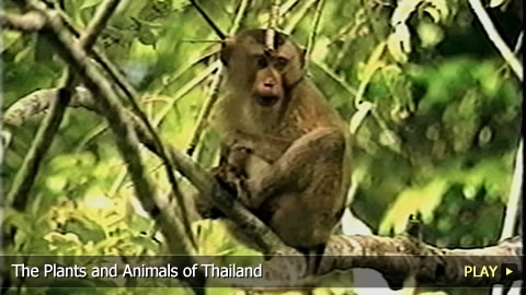 The Plants and Animals of Thailand