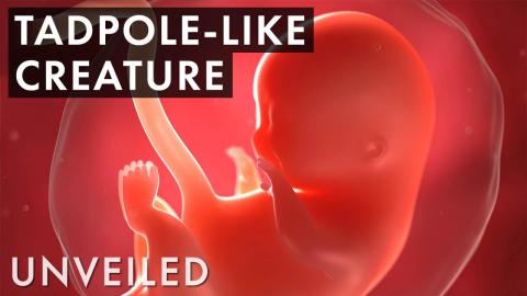 What Happens to Us Inside the Womb?