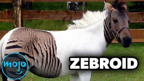 Top 10 Hybrid Animals That Should NOT EXIST