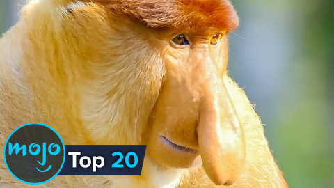 Top 20 Ugliest Animals Ever 