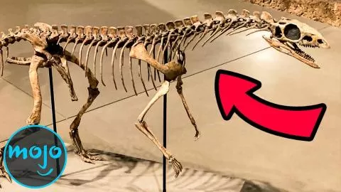 Top 10 Greatest Paleontology Discoveries Of All Time 