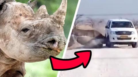 Top 10 Most Aggressive Animals in the World
