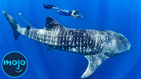 Top 10 Largest Sea Creatures On Earth Today