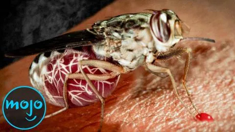 TOP 10 der schlimmsten PARASITEN dieser Welt