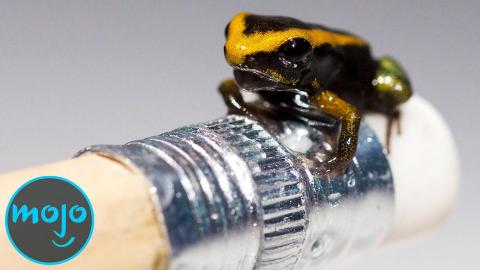 World's Smallest Frog Packs Poison Punch