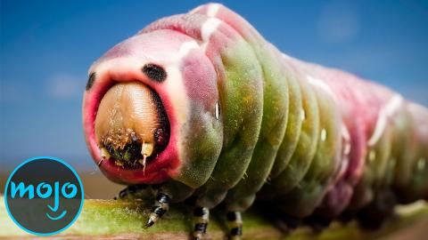 scariest insects in the world