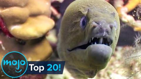 Top 20 Most Dangerous Ocean Creatures in the World