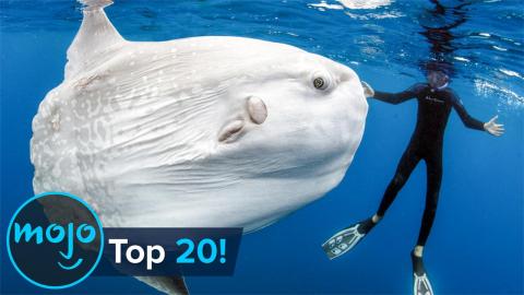 top ten largest sea creatures
