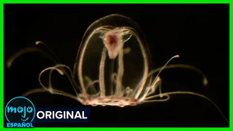 ¡Top 10 Misterios de las PROFUNDIDADES en Latinoamérica!