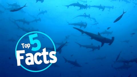 Köpekbalığı Saldırılarıyla İlgili 5 Gerçek 