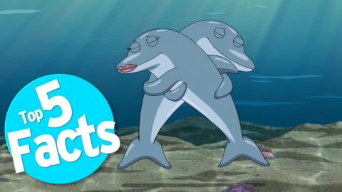 Top 5 Freaky Facts About Dolphin Sex