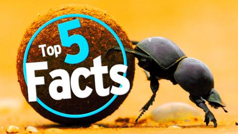 Top 5 Dung Beetle Facts