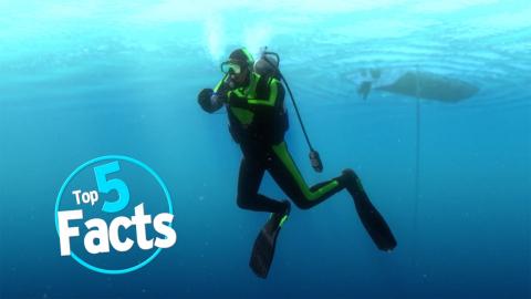 Top 5 Scuba Diving Facts