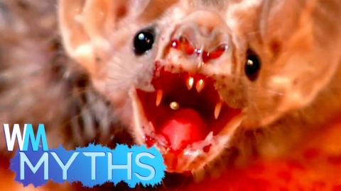 Top 5 Myths About Animals - DEBUNKED! 