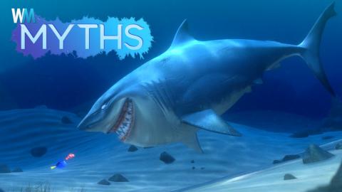 Top 5 Myths About Sharks 