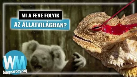 Top 10 furcsa és megdöbbentő tény állatokról, amiket talán nem tudtál