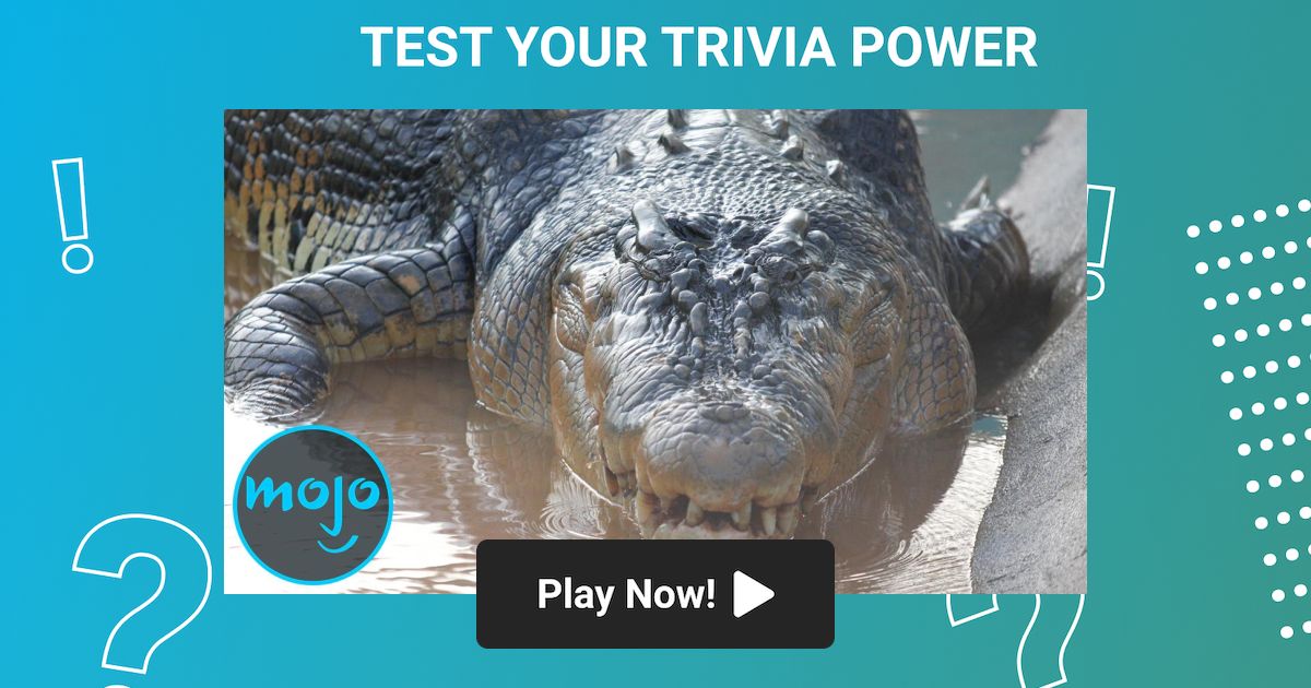 WatchMojo | Trivia | Top 10 Largest Reptiles and Snakes