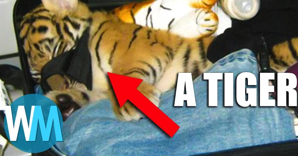 Baby tiger found stuffed in bag at Thai airport