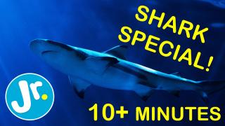 JrMojo SHARK WEEK SPECIAL!