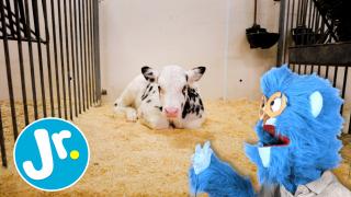Feeding a cute BABY COW! - UNCAGED with Joey & The Sloth