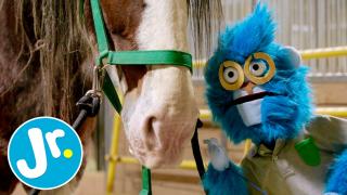 Learn About Horses! - UNCAGED with Joey & The Sloth