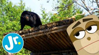 Learn All About BLACK BEARS - UNCAGED with Joey & The Sloth