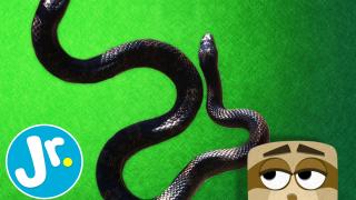 The Sloth Meets a SCARY GIANT SNAKE!!