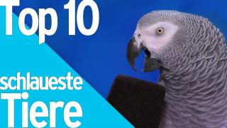 Top 10 der SCHLAUESTEN Tiere