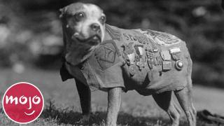 Top 10 Heroic Dogs That Saved the Day