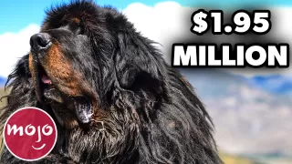 Top 10 Most Expensive Dog Breeds