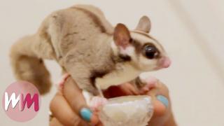 Top 10 Weirdly Cute Pets You Should Own