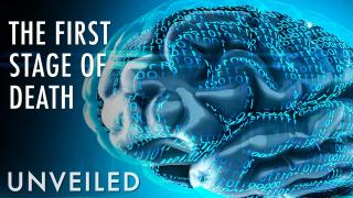 Does Your Brain Know When You're Dead? | Unveiled