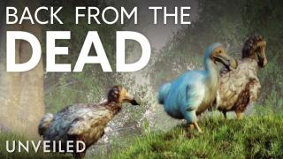 Return of the Dodo | How Science Is Bringing Ancient Animals Back To Life | Unveiled
